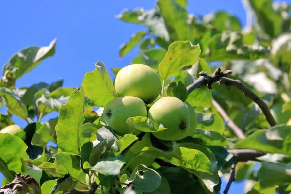 Vista Cercana Racimo Manzanas Verdes Una Rama Contra Cielo Claro — Foto de Stock