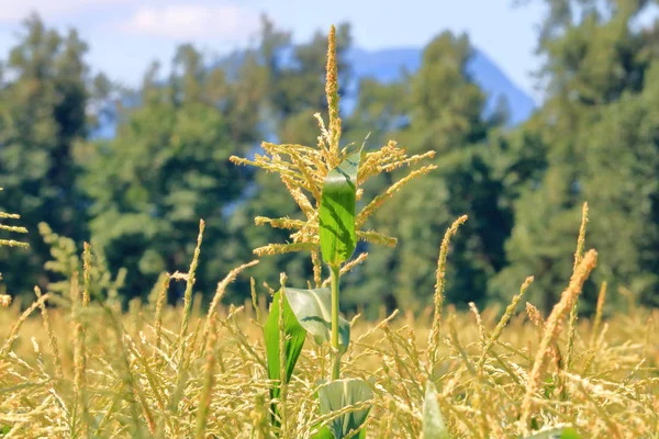 Vista Cercana Detallada Una Sola Borla Maíz Dorado Madurando Campo —  Fotos de Stock