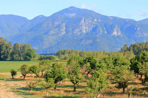夏の間に背景に丘を転がすヘーゼルナッツの木立の広い眺め — ストック写真