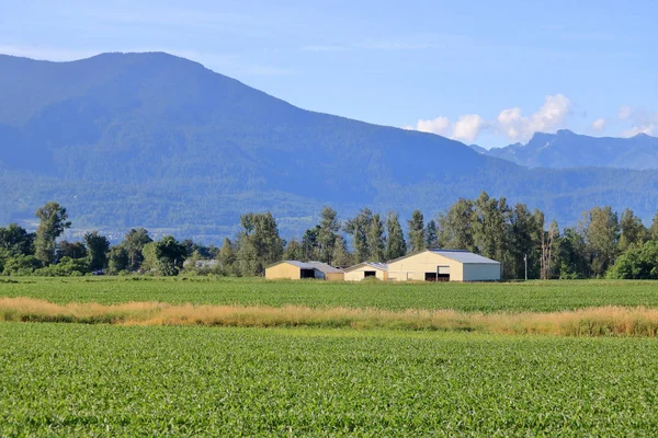 夏の間に甘いトウモロコシを栽培する地元の農場と絵のように田舎の谷 — ストック写真