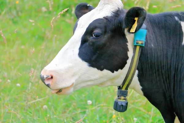 Vista Cercana Del Perfil Una Vaca Lechera Que Lleva Monitor — Foto de Stock