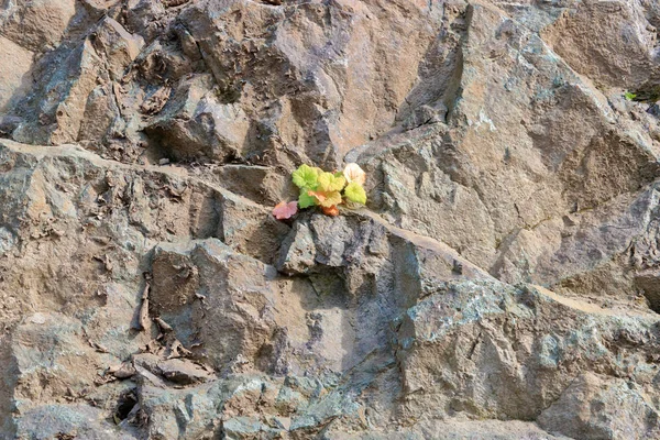 Ampia Veduta Piccole Piante Selvatiche Che Sopravvivono Una Sporgenza Rocciosa — Foto Stock