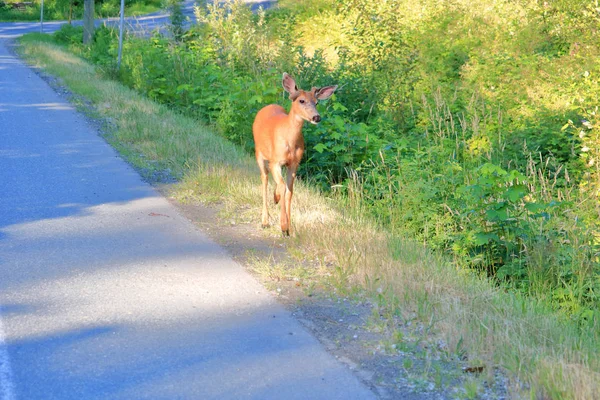 黑尾小鹿的宽阔视野 因为它试探性地接近路边的摄影师 — 图库照片