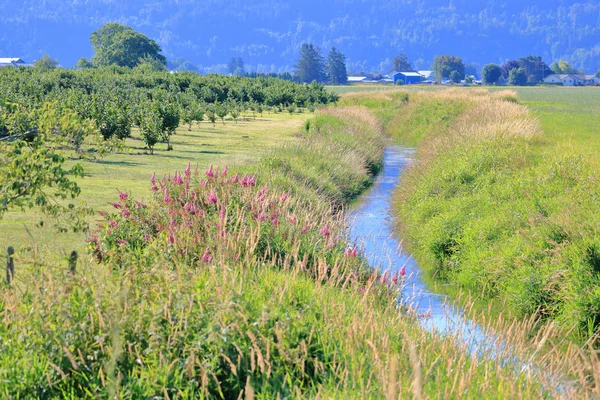 Irrigation Ditch Stream Winds Its Way Lush Agricultural Land Growing — Stock Photo, Image