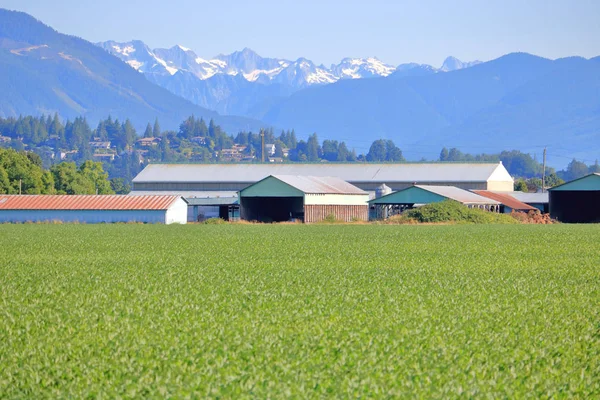 Weite Landschaftliche Aussicht Auf Einen Talbauernhof Und Reifen Mais Vor — Stockfoto