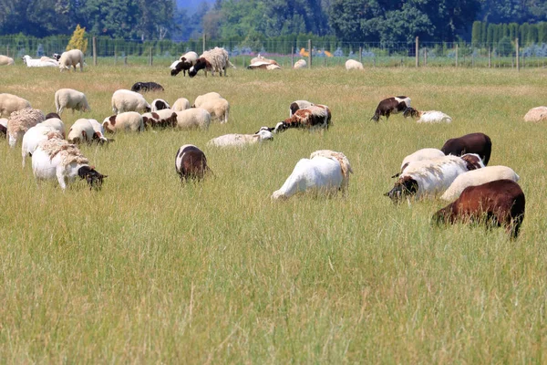 暖かい夏の間に牧草地で放牧羊の大群の近くの眺め — ストック写真