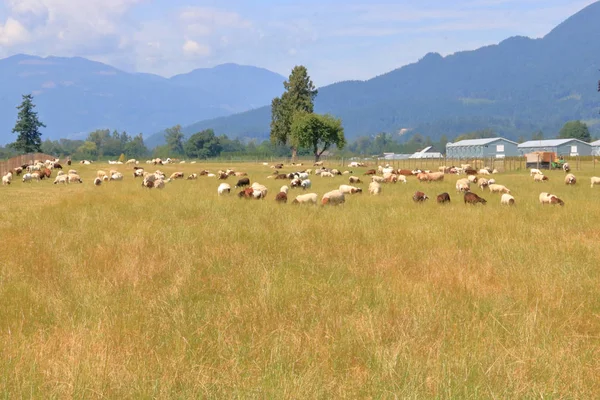 Sıcak Yaz Aylarında Çayırda Otlayan Büyük Bir Koyun Sürüsünün Geniş — Stok fotoğraf