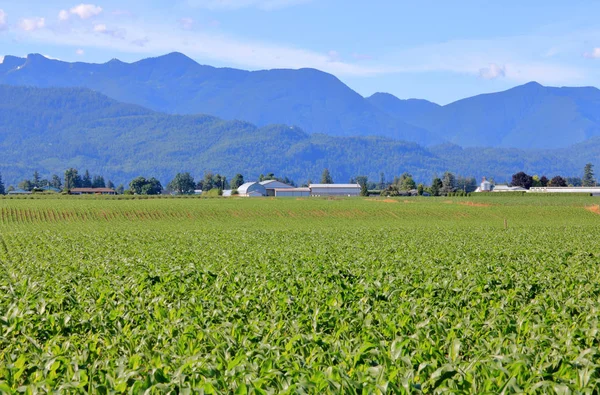 Ampio Campo Grano Aperto Estivo Circondato Montagne Torreggianti Grande Cielo — Foto Stock