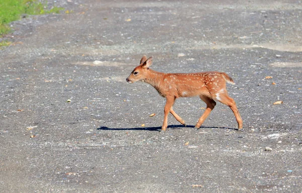 一个小女性黑尾小鹿从右到左穿过乡村道路的轮廓视图 — 图库照片