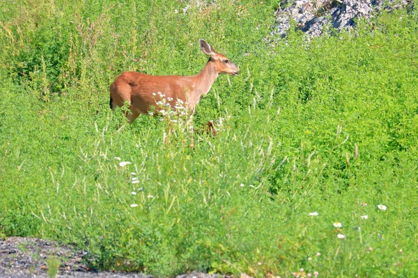 一个成年女性黑尾小豆的轮廓视图站在一个夏天的新鲜 绿色的草群 — 图库照片
