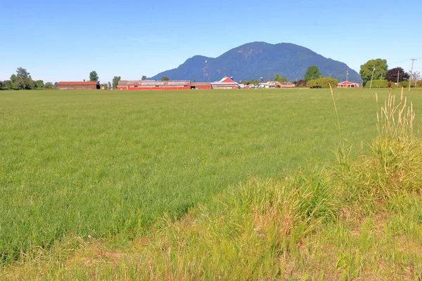 Wide Open Fraser Valley Grassland Old Farm Buildings Have Been — Stock Photo, Image