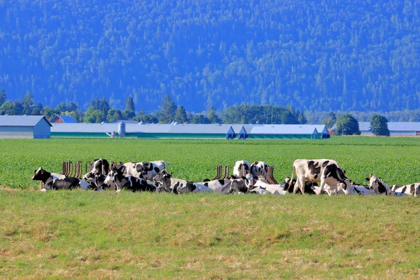 Bliski Widok Stada Bydła Mleczarskiego Holstein Friesian Spędza Spokojnie Rano — Zdjęcie stockowe