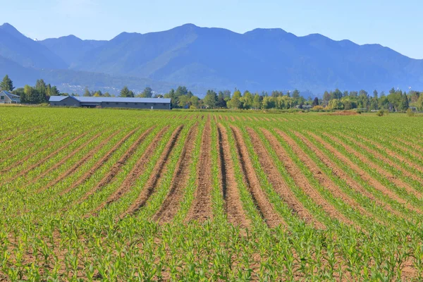 Amplia Vista Del Paisaje Rural Largas Filas Rectas Maíz Que — Foto de Stock