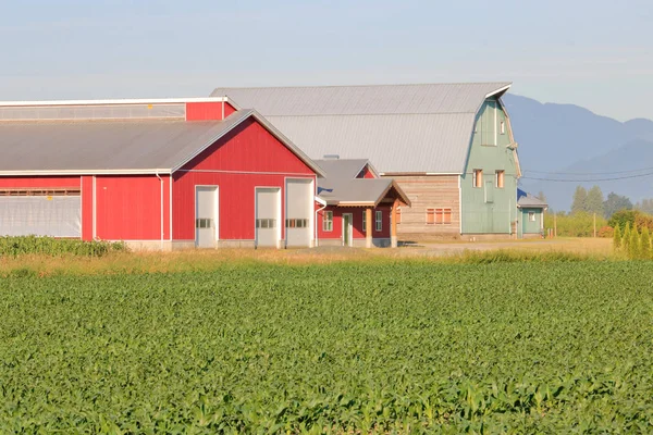 各种传统的农场建筑 包括谷仓和红色牲畜建筑 矗立在种植玉米的春季作物前 — 图库照片