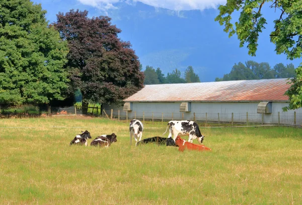 Ampla Vista Vacas Leiteiras Relaxando Prado Lado Edifício Fazenda Velho — Fotografia de Stock