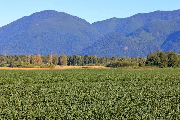 Wide Open Rural Landscape Mountains Meet Agricultural Land Crop Corn — Stock Photo, Image