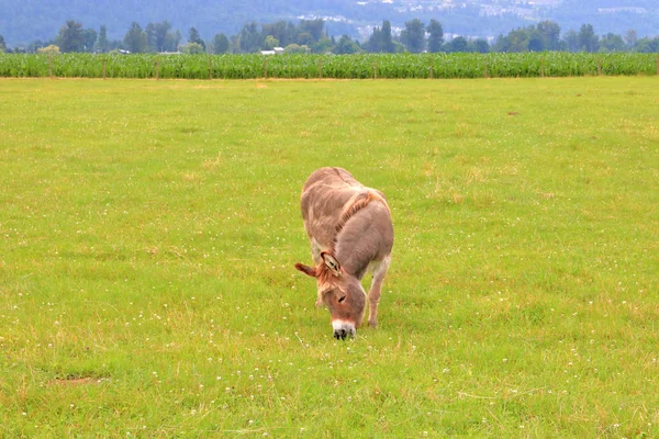 Breite Frontansicht Eines Erwachsenen Höhlenkopfes Der Den Sommermonaten Auf Einer — Stockfoto