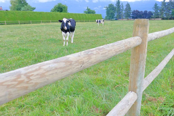 Een Jonge Holstein Friese Zuivel Koe Staat Een Weide Ingelijst — Stockfoto