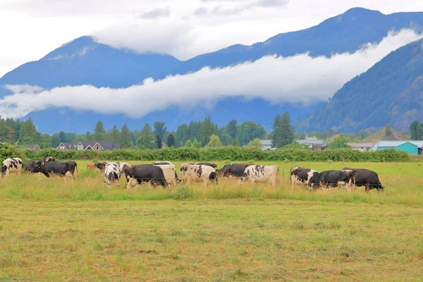 Vue Large Pâturage Printanier Les Vaches Laitières Paissent Dans Vallée — Photo