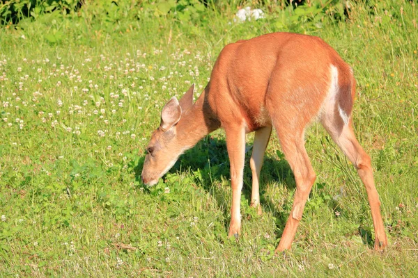 成年雌性黑尾鹿在草地觅食的特写半轮廓视图 — 图库照片
