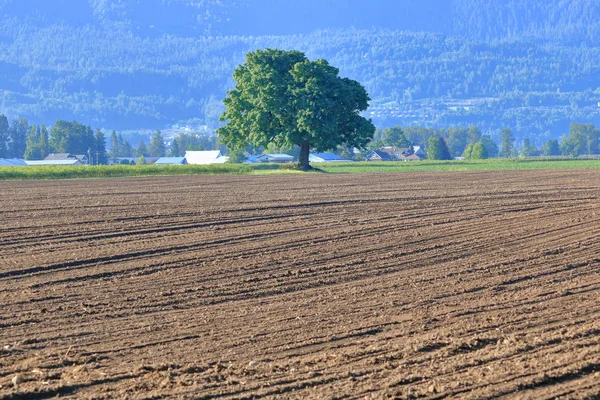 Wide View Single Elm Tree Used Shade Tree Surrounding Agricultural — Stock Photo, Image