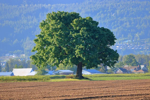 在春季被播种的农田包围的单一埃尔姆树的孤立视图 — 图库照片
