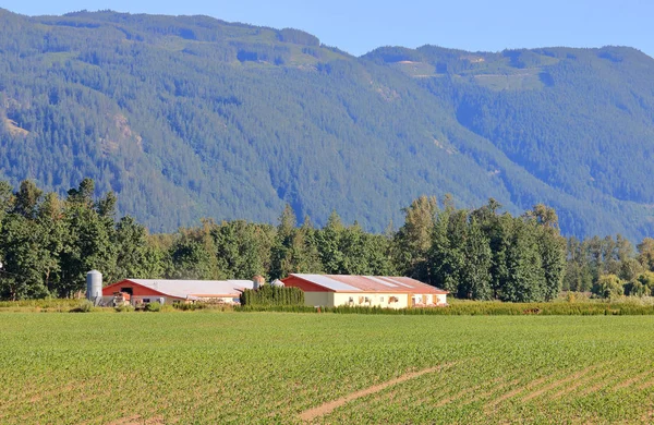 Antiguos Edificios Agrícolas Debajo Cordillera Sumas Oeste Washington Estados Unidos —  Fotos de Stock