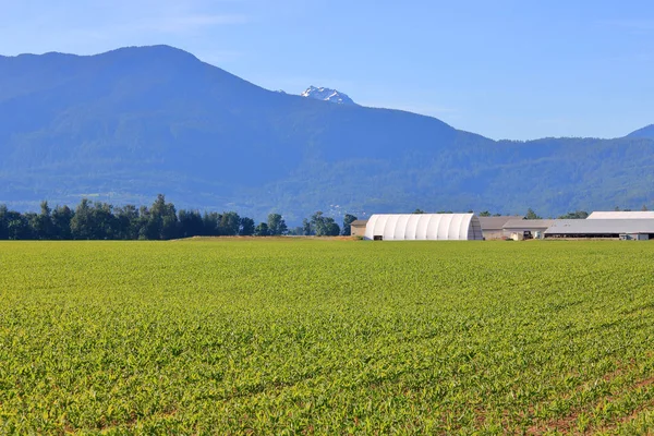 Ampio Campo Grano Valle Aperta Durante Prime Fasi Nei Mesi — Foto Stock