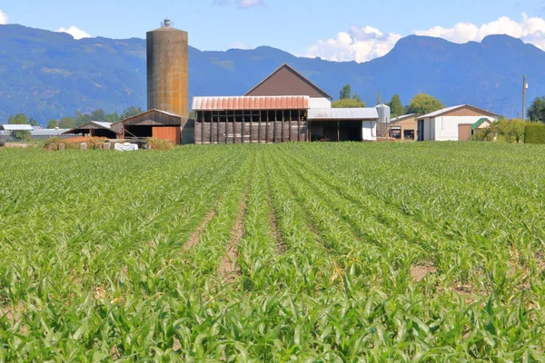 Full Profile Landscape View Old Farm Buildings Standing Fresh Green — Stock Photo, Image