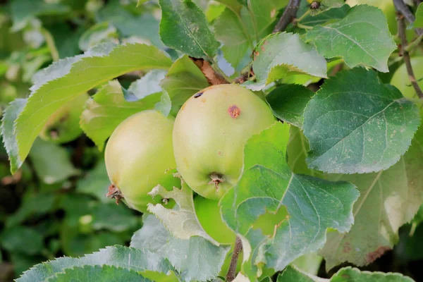 Close View Van Een Zomerse Appel Met Een Donkere Bruine — Stockfoto