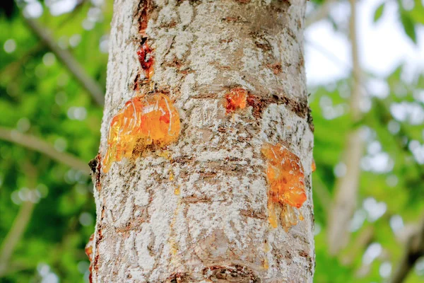 Close Frontal View Gummosis Birch Tree Trunk Gummy Substance Sap — Stock Photo, Image