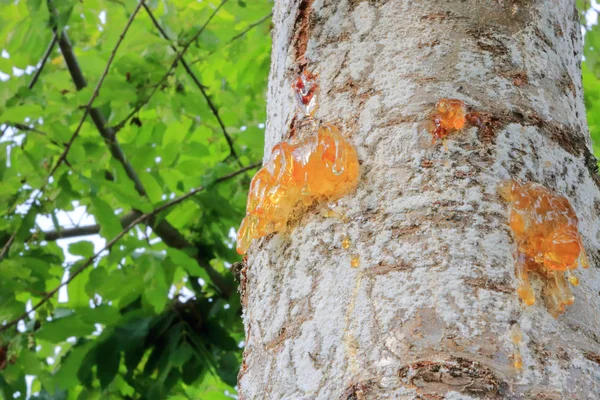 バーチの木の幹のグモシスの近いプロファイルビューと 感染症 昆虫の問題 機械的損傷などの外部刺激に対する反応として 傷やカンカーから樹液が滲み出たときのグミ物質の形成 — ストック写真