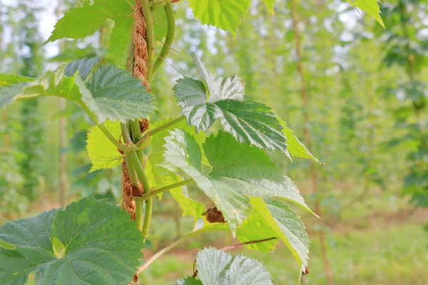 Close Left Framing Summer Hops Vine Has Climbed Supportive Ropes — Stock Photo, Image