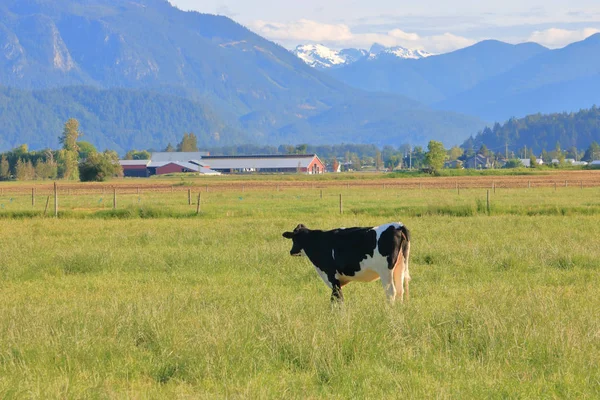 Vista Ampla Perfil Aberto Uma Vaca Leiteira Pasto Verde Olhando — Fotografia de Stock