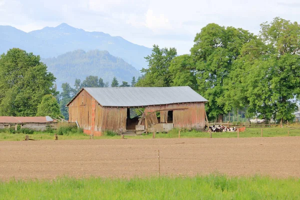 Milchkühe Ruhen Auf Einer Seite Eines Alten Rustikalen Bauernhauses Das — Stockfoto