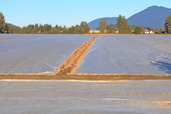 プラスチックタープのエーカーは 農地をカバーし 作物の成長期間を短縮するのに役立ちます — ストック写真