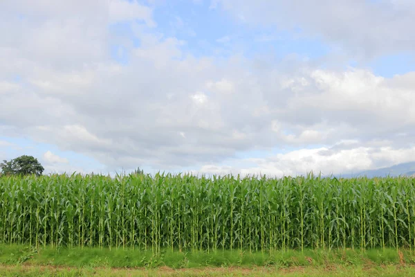Длинный Прямой Вид Высокую Кукурузу Фоне Летнего Неба Которое Скоро — стоковое фото