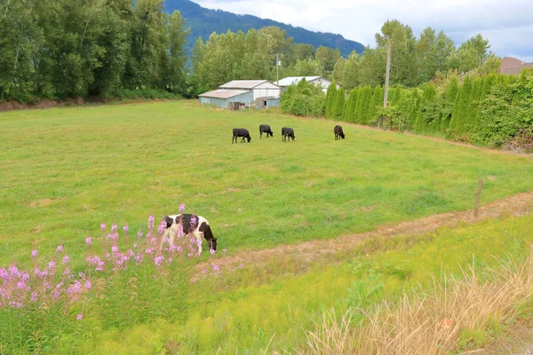 Blick Von Oben Auf Malerische Grüne Weiden Und Milchkühe Die — Stockfoto