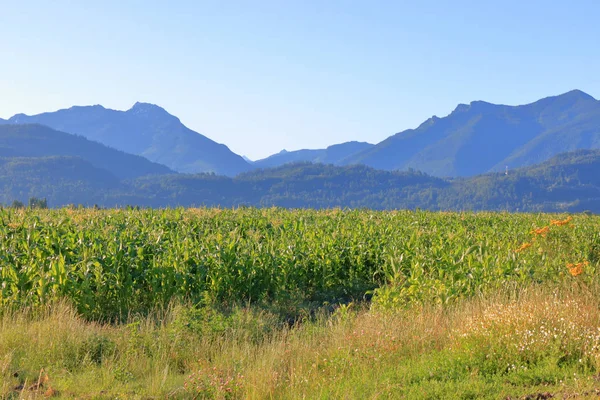 Vista Ampla Paisagem Aberta Milho Doce Verão Hectares Terra Agrícola — Fotografia de Stock