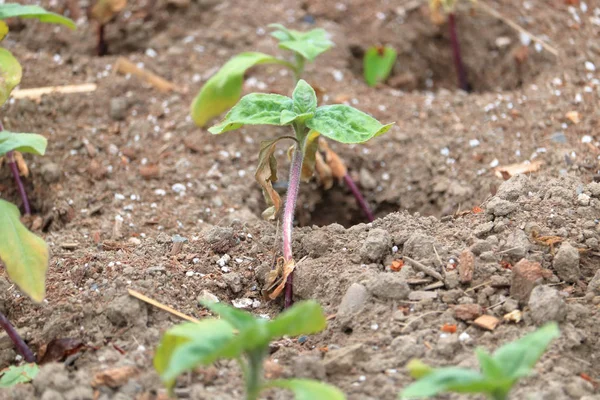 Fresh Potato Sprout Has Broken Soil Soon Provide Spuds Coming — Stock Photo, Image