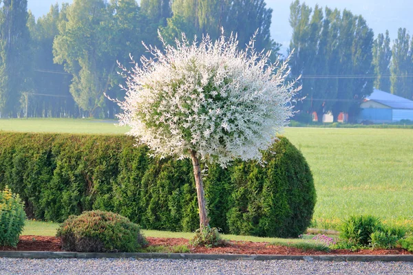 小白花在住宅院子里的樱花树上爆炸 — 图库照片