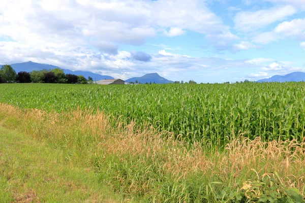 Ampia Valle Campo Mais Paesaggio Durante Stagione Estiva Raccolto Successo — Foto Stock