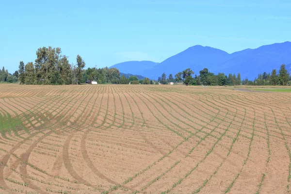Start Corn Field Spring Pattern Rows Crop Begins Emerge Dirt — стоковое фото