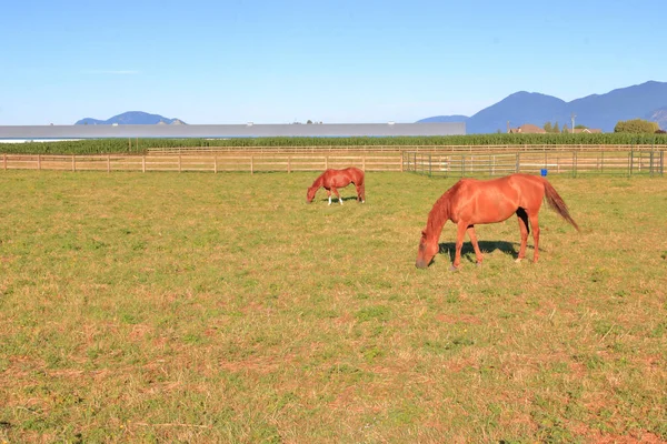 Visão Larga Cavalos Que Pastam Pasto Vale Verão — Fotografia de Stock
