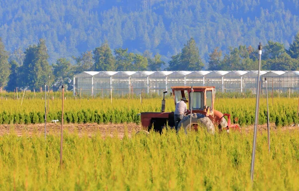 Ein Landwirtschaftlicher Arbeiter Klettert Seinen Kleinen Traktor Seine Arbeit Einem — Stockfoto