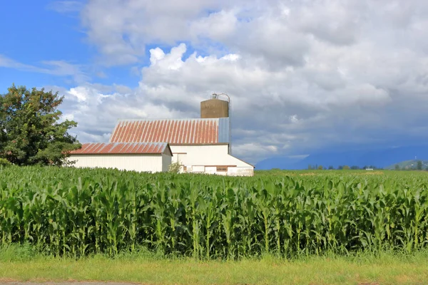 Wide Open View Storm Clouds Rolling Agricultural Corn Fields Stand — Stock Photo, Image