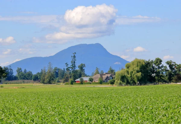 Una Nube Cumulo Estivo Galleggia Sopra Una Vetta Montagnosa Incastonata — Foto Stock