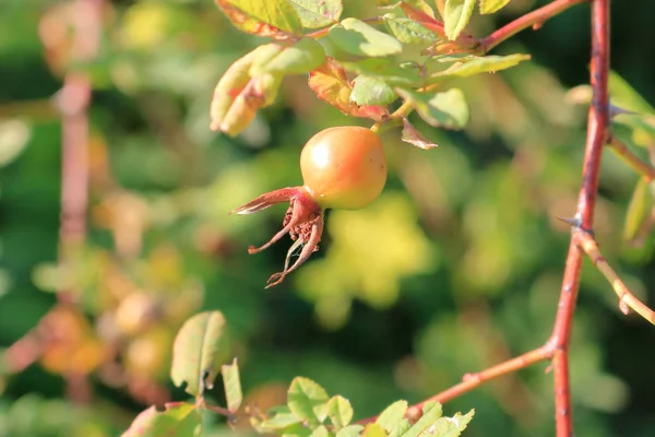 Geç Ilkbahar Erken Yaz Sezonunda Bir Dalda Olgunlaşan Yeşil Huckleberry — Stok fotoğraf