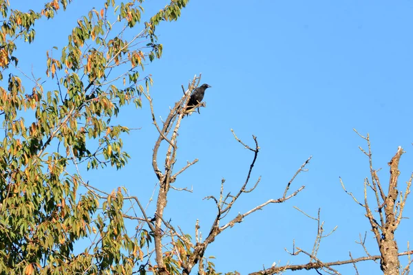 Bir Ağaç Dalı Üzerine Tünemiş Ortak Bir Blackbird Yabancı Üzerinde — Stok fotoğraf