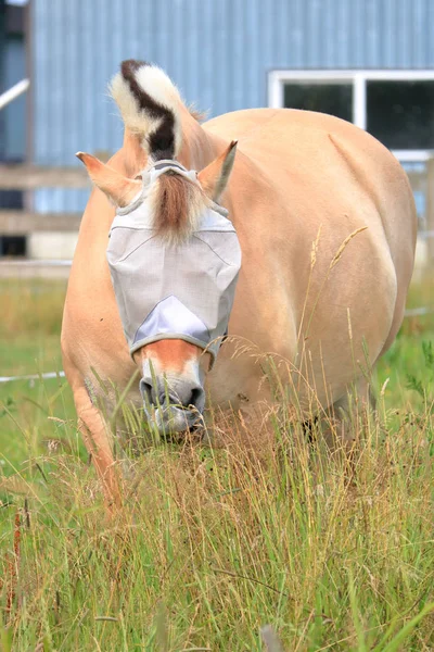 Vista Cercana Frontal Caballo Fiordo Noruego Con Protección Ocular Mientras — Foto de Stock